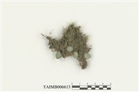 藏品(細鱗蘚屬)的圖片